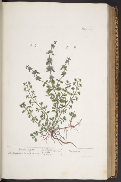 Talerz 302 z „Ciekawy zielnik” autorstwa Elizabeth Blackwell