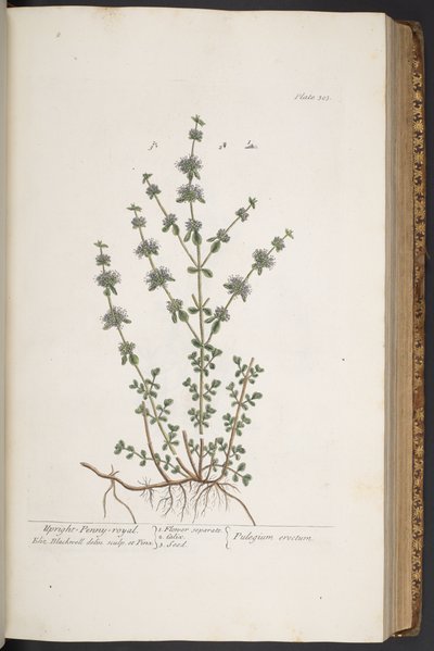 Talerz 303, z „Ciekawy zielnik” autorstwa Elizabeth Blackwell