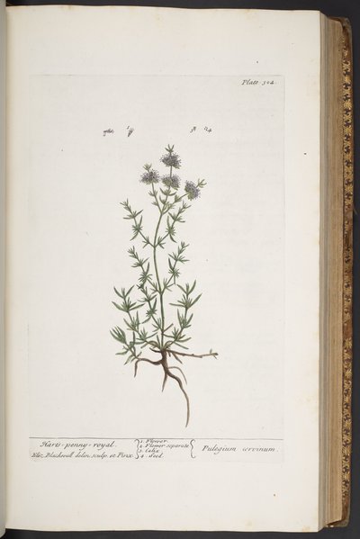 Talerz 304, z „Ciekawy zielnik” autorstwa Elizabeth Blackwell
