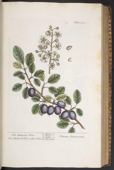 Talerz 305, z „Ciekawy zielnik” autorstwa Elizabeth Blackwell