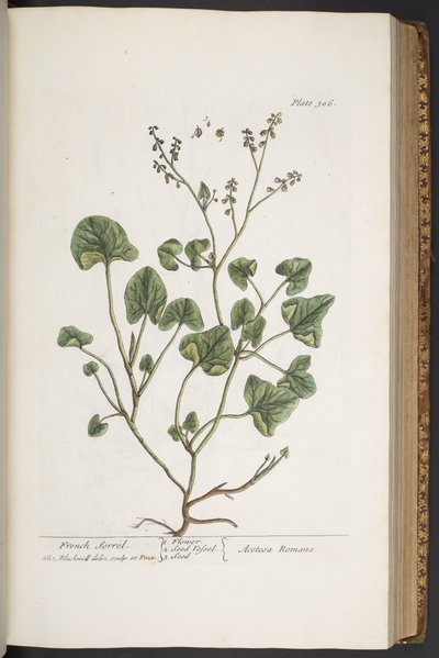 Talerz 306, z „Ciekawy zielnik” autorstwa Elizabeth Blackwell