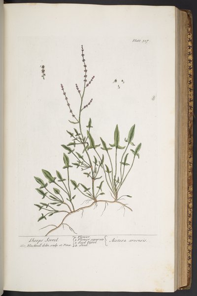 Talerz 307, z „Ciekawy zielnik” autorstwa Elizabeth Blackwell