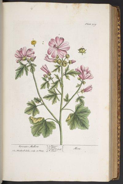 Talerz 309, z „Ciekawy zielnik” autorstwa Elizabeth Blackwell