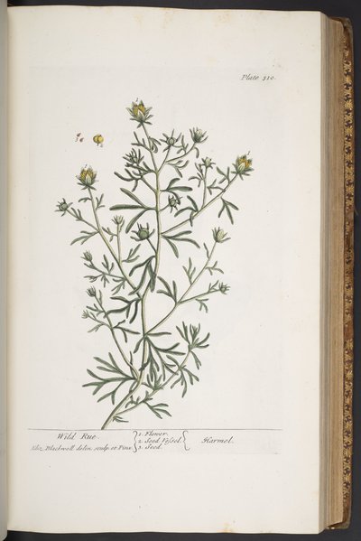 Talerz 310, z „Ciekawy zielnik” autorstwa Elizabeth Blackwell