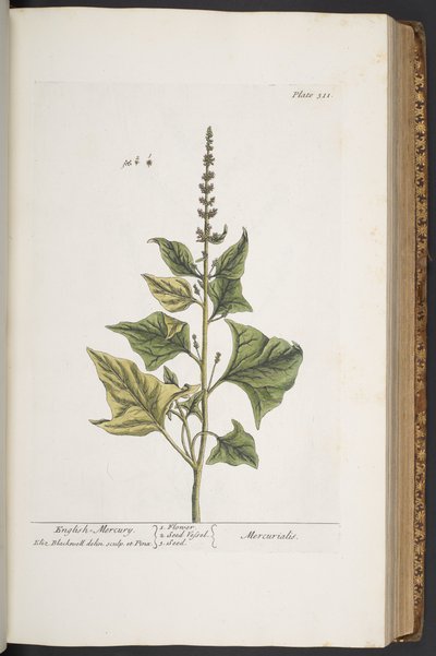 Talerz 311, z „Ciekawy zielnik” autorstwa Elizabeth Blackwell