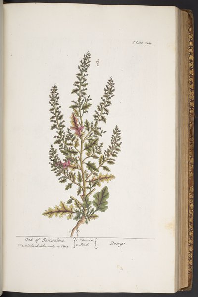 Talerz 314, z „Ciekawy zielnik” autorstwa Elizabeth Blackwell