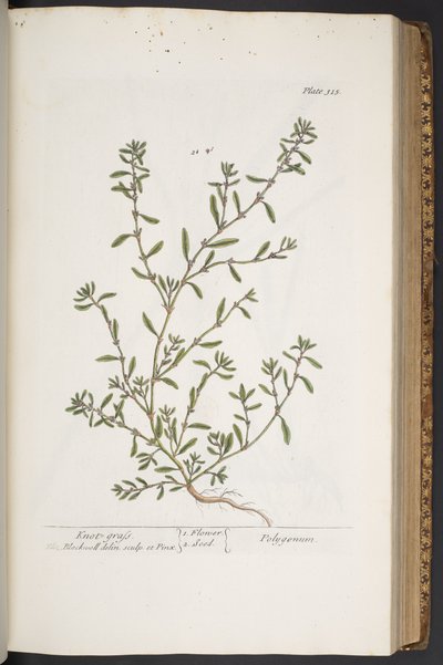 Talerz 315, z „Ciekawy zielnik” autorstwa Elizabeth Blackwell