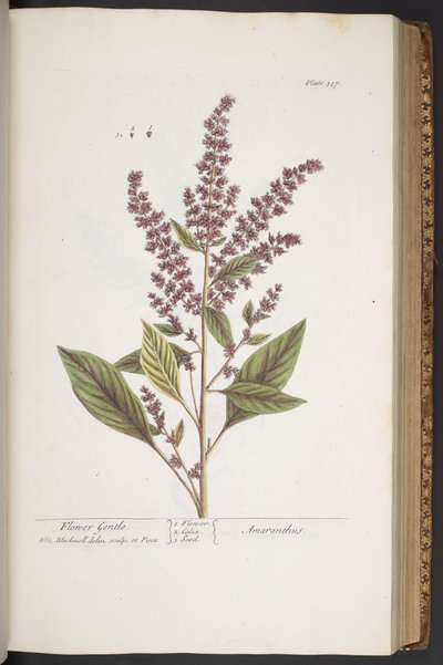 Talerz 317, Kwiat Delikatny lub Amarantus, z "Ciekawy Zioła" autorstwa Elizabeth Blackwell