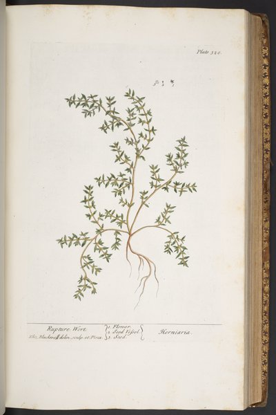 Talerz 320, z „Ciekawy zielnik” autorstwa Elizabeth Blackwell