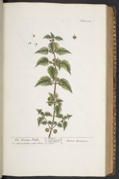 Talerz 321, z „Ciekawy zielnik” autorstwa Elizabeth Blackwell