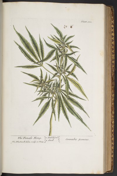 Talerz 322, Żeńskie Konopie, z „Ciekawy Herbal” autorstwa Elizabeth Blackwell