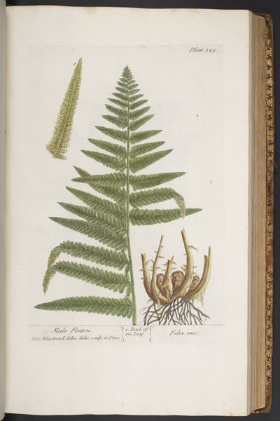 Talerz 323, z „Ciekawy zielnik” autorstwa Elizabeth Blackwell