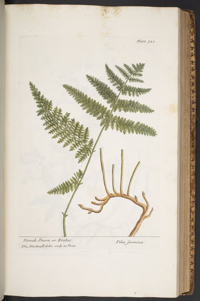 Talerz 325, z „Ciekawy zielnik” autorstwa Elizabeth Blackwell