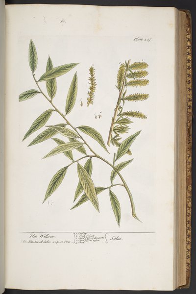 Talerz 327, z „Ciekawy zielnik” autorstwa Elizabeth Blackwell
