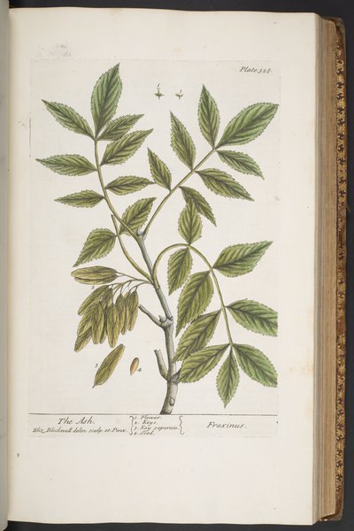 Talerz 328, z „Ciekawy zielnik” autorstwa Elizabeth Blackwell