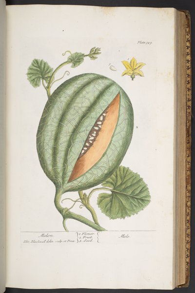 Talerz 329, z „Ciekawy zielnik” autorstwa Elizabeth Blackwell