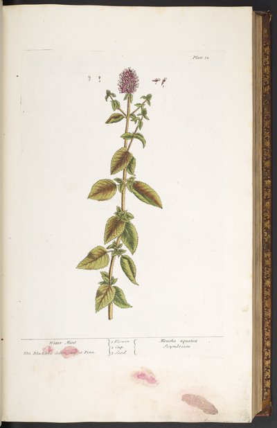 Talerz 32, wodna mięta, z „Ciekawy zielnik” autorstwa Elizabeth Blackwell