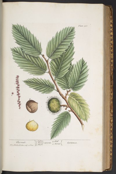 Talerz 330, z „Ciekawy zielnik” autorstwa Elizabeth Blackwell