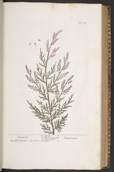 Talerz 331, z „Ciekawy zielnik” autorstwa Elizabeth Blackwell