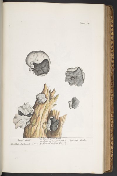 Talerz 334, z „Ciekawy zielnik” autorstwa Elizabeth Blackwell