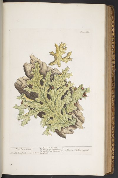 Talerz 335, z „Ciekawy zielnik” autorstwa Elizabeth Blackwell