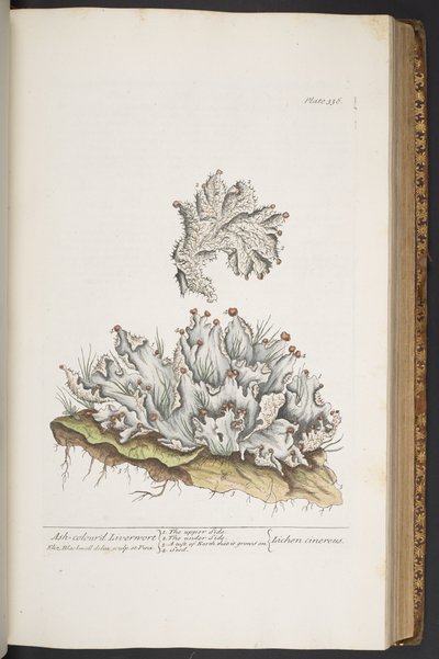 Talerz 336, Wątrobowiec w kolorze popiołu, z „Ciekawy zielnik” autorstwa Elizabeth Blackwell