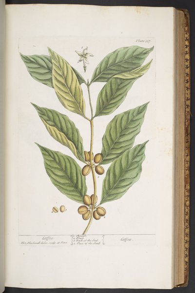 Talerz 337, z „Ciekawy zielnik” autorstwa Elizabeth Blackwell