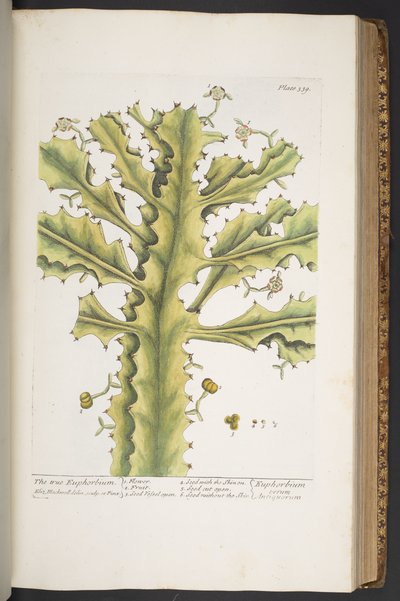 Talerz 339, z „Ciekawy zielnik” autorstwa Elizabeth Blackwell