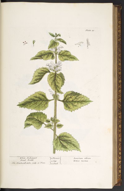 Talerz 33, Biała Martwa Pokrzywa Archanioła, z „Ciekawy Herbal” autorstwa Elizabeth Blackwell