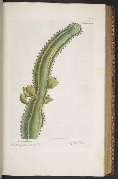 Talerz 340, z „Ciekawy zielnik” autorstwa Elizabeth Blackwell