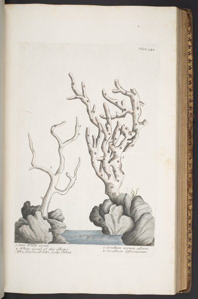 Talerz 342, z „Ciekawy zielnik” autorstwa Elizabeth Blackwell