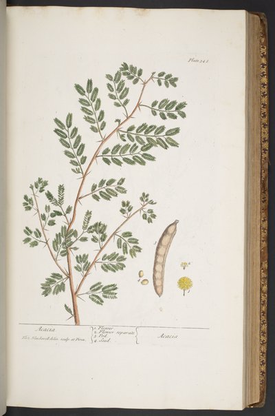 Talerz 345, z „Ciekawy zielnik” autorstwa Elizabeth Blackwell