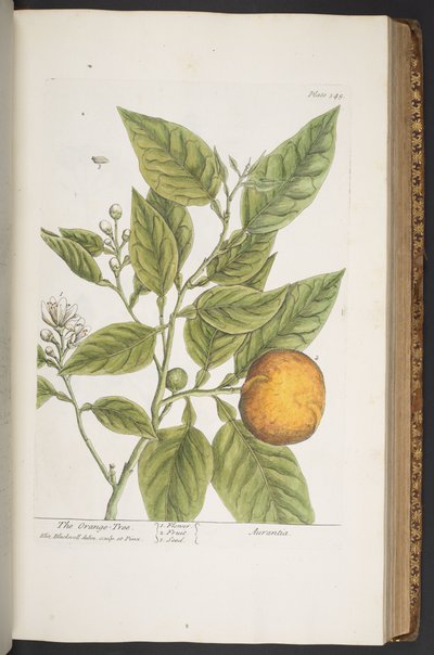 Talerz 349, z „Ciekawy zielnik” autorstwa Elizabeth Blackwell