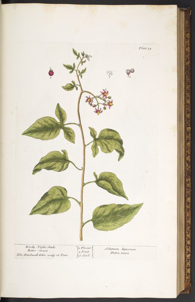 Talerz 34, Drzewny odcień nocy, słodko-gorzki, z „Ciekawego ziela” autorstwa Elizabeth Blackwell