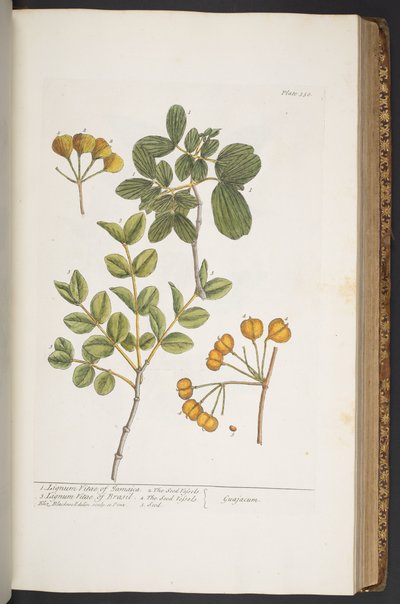 Talerz 350, z „Ciekawy zielnik” autorstwa Elizabeth Blackwell