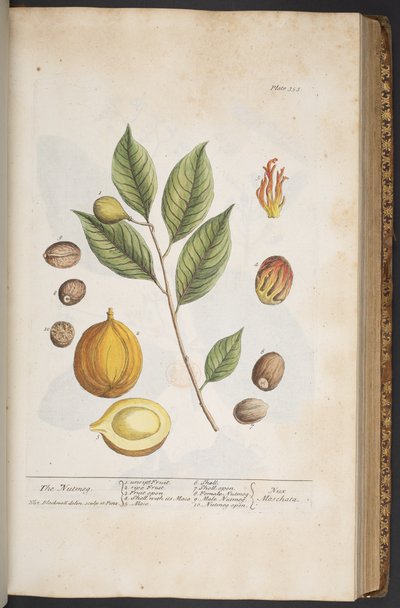 Talerz 353, z „Ciekawy zielnik” autorstwa Elizabeth Blackwell