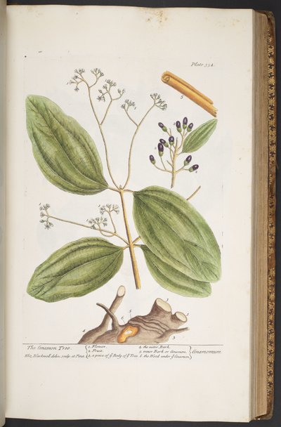 Talerz 354, z „Ciekawy zielnik” autorstwa Elizabeth Blackwell