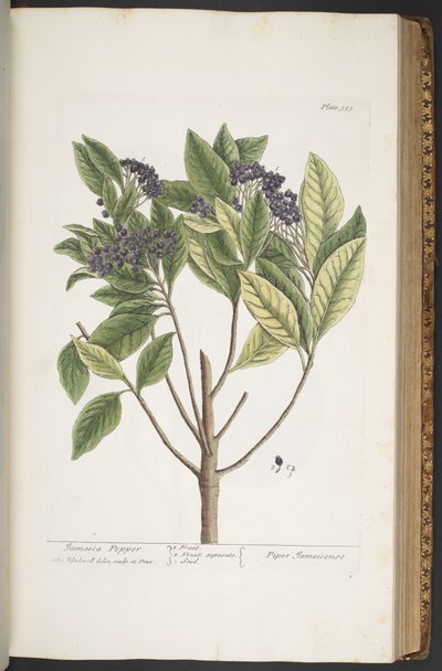 Talerz 355, z „Ciekawy zielnik” autorstwa Elizabeth Blackwell