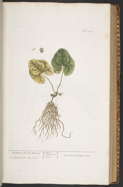 Talerz 359, z „Ciekawy zielnik” autorstwa Elizabeth Blackwell