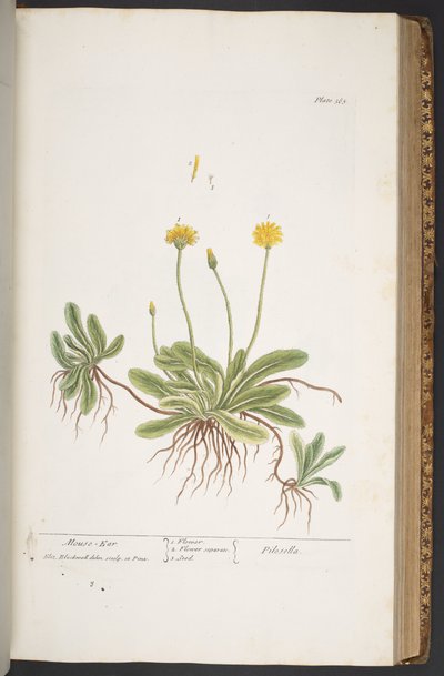 Talerz 365, z „Ciekawy zielnik” autorstwa Elizabeth Blackwell