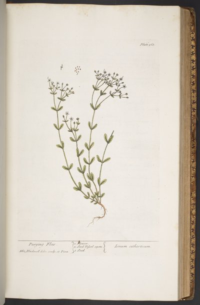 Talerz 368, z „Ciekawy zielnik” autorstwa Elizabeth Blackwell