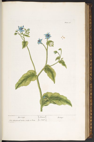 Talerz 36, Borrage, z „Ciekawy zielnik” autorstwa Elizabeth Blackwell
