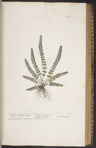 Talerz 370, z „Ciekawy zielnik” autorstwa Elizabeth Blackwell