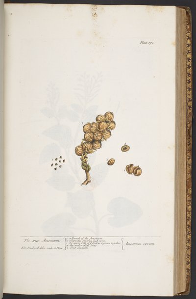 Talerz 371, z „Ciekawy zielnik” autorstwa Elizabeth Blackwell