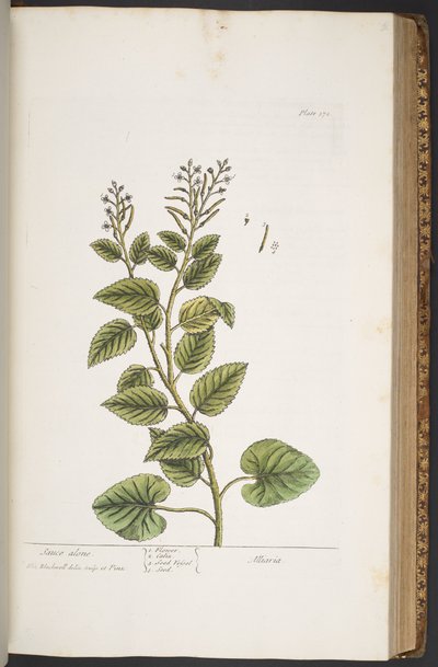 Talerz 372, z „Ciekawy zielnik” autorstwa Elizabeth Blackwell