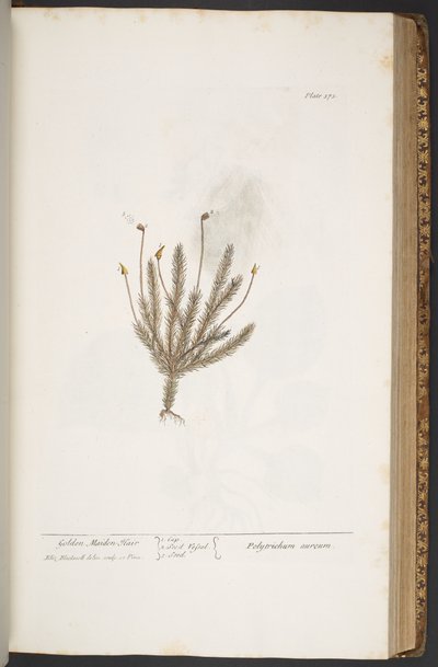 Talerz 375, z „Ciekawy zielnik” autorstwa Elizabeth Blackwell