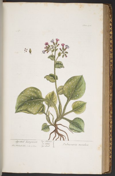 Talerz 376, z „Ciekawy zielnik” autorstwa Elizabeth Blackwell