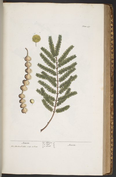Talerz 377, z „Ciekawy zielnik” autorstwa Elizabeth Blackwell