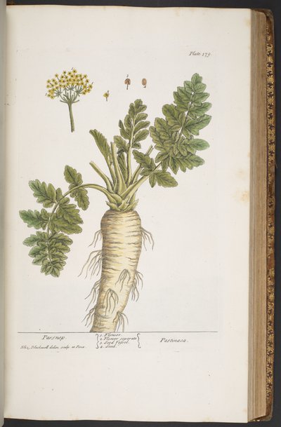Talerz 379, z „Ciekawy zielnik” autorstwa Elizabeth Blackwell