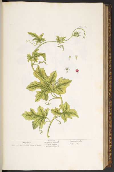 Talerz 37, Bryony, z „Ciekawego zielnika” autorstwa Elizabeth Blackwell